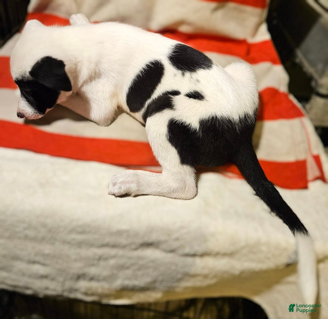 Border Collie dogs for sale: Bambi - Image 43