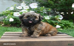 Teddy Bear dogs for sale: Dawn - Image 1