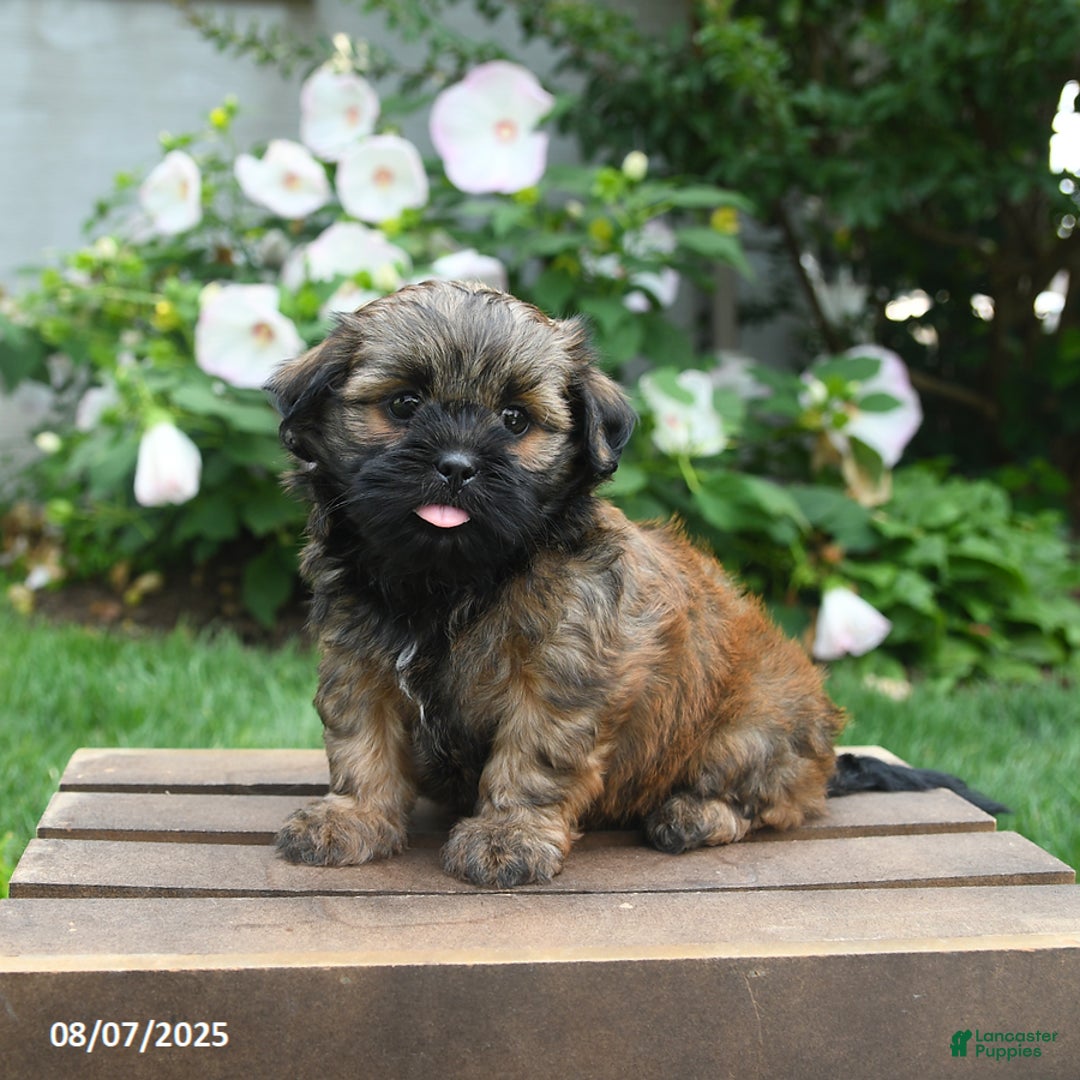 Teddy Bear dogs for sale: Dawn - Image 1