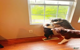 Australian Shepherd dogs for sale: Charli - Image 5