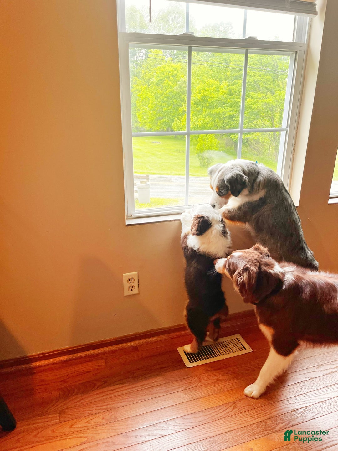 Australian Shepherd dogs for sale: Charli - Image 5