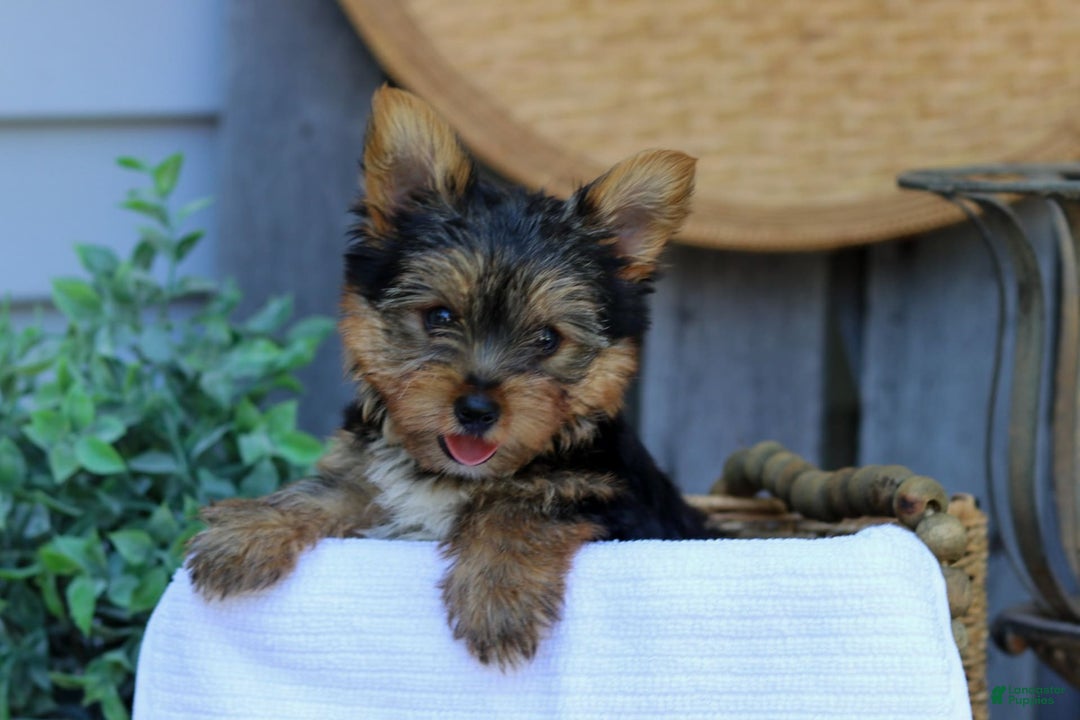 Yorkshire Terrier dogs for sale: Snickers - Image 3