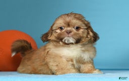 Shih Tzu dogs for sale: Marshall - Image 5
