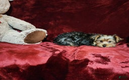 Yorkshire Terrier dogs for sale: BONBON - Image 10