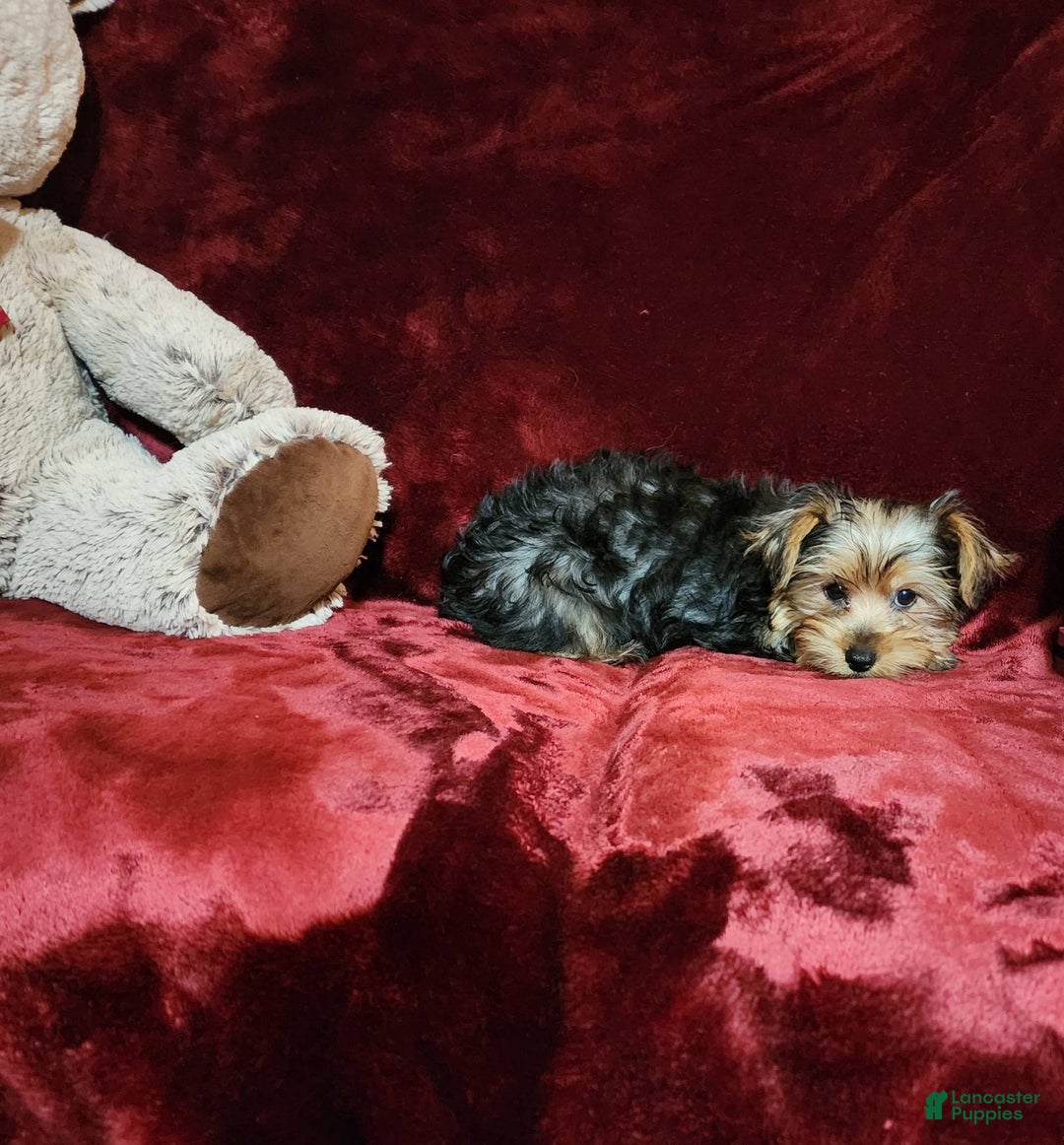 Yorkshire Terrier dogs for sale: BONBON - Image 10
