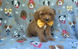 Cavapoo dogs for sale: Kade - Image 6
