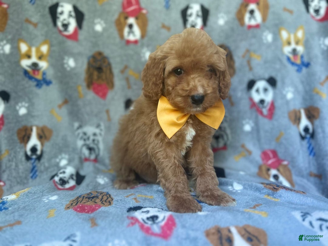 Cavapoo dogs for sale: Kade - Image 6