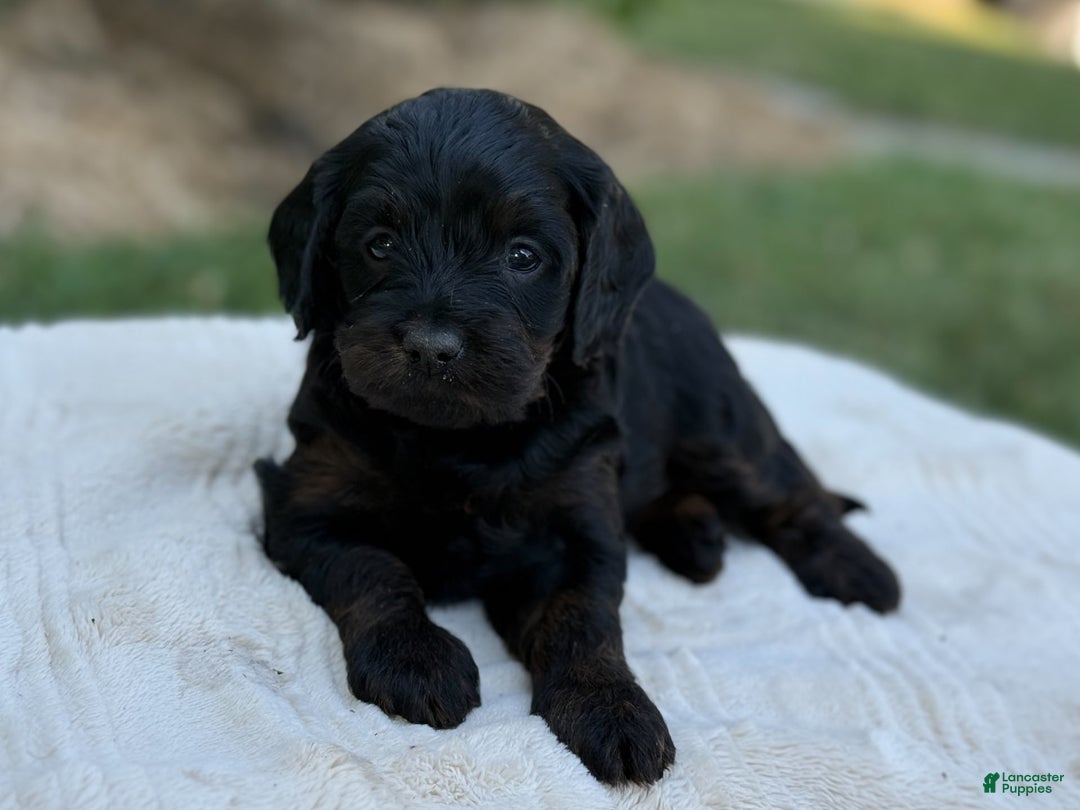 Cavapoo dogs for sale: Luna - Image 4