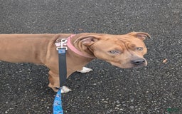 American Pit Bull Terrier dogs for sale: Ham Samy - Image 10