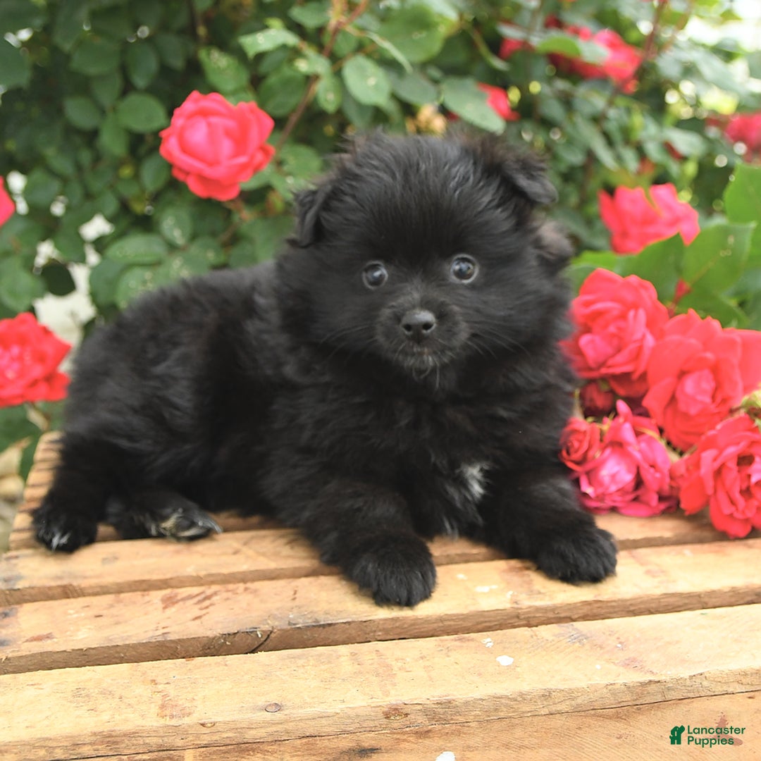 Pomeranian dogs for sale: Jordan - Image 1
