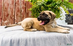 English Mastiff dogs for sale: Horace - Image 10