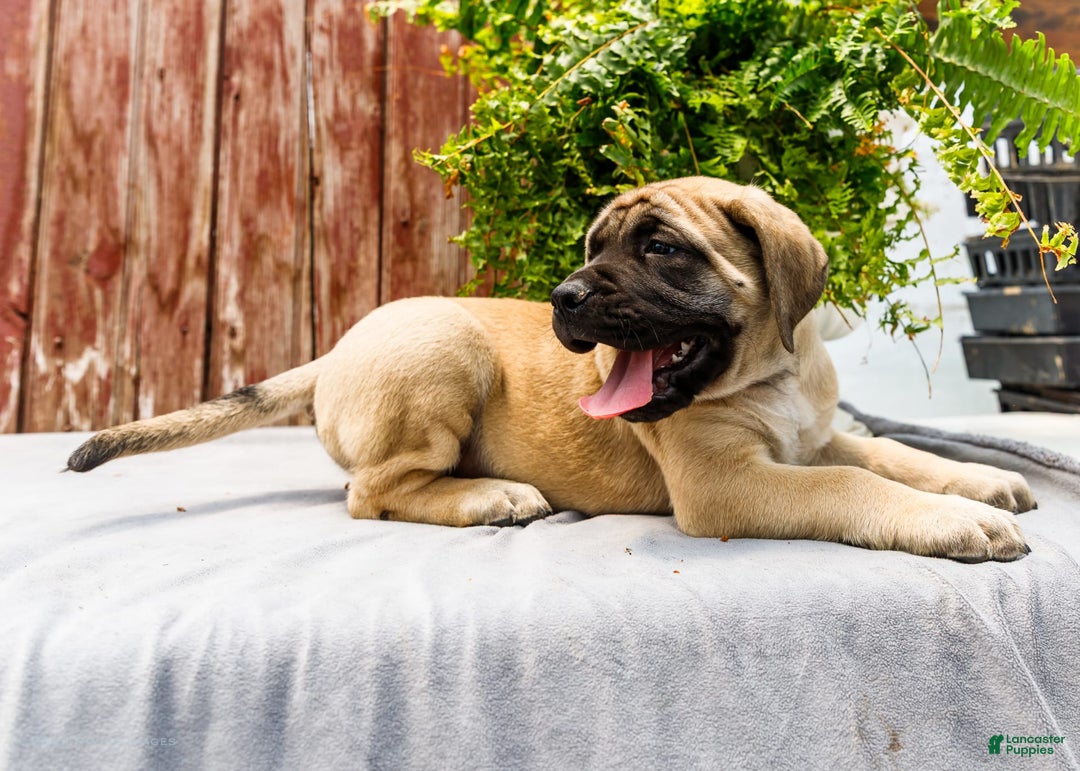 English Mastiff dogs for sale: Horace - Image 10