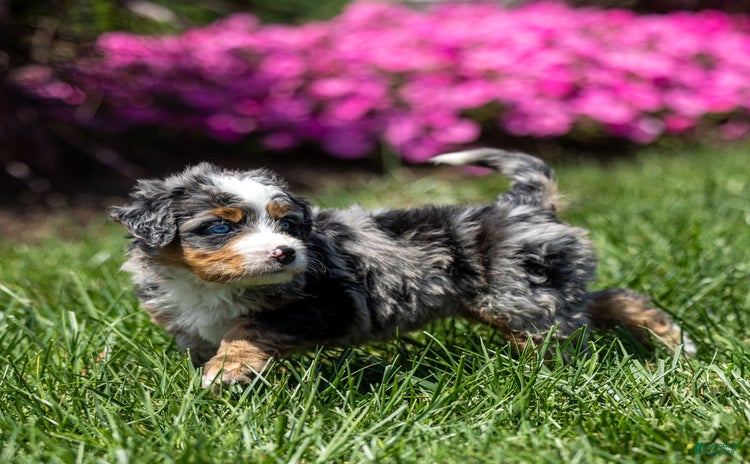 Mini Bernedoodle dogs for sale - Ad 2