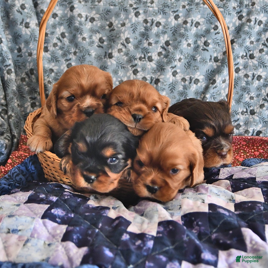 Cavalier King Charles Spaniel dogs for sale: Charlie - Image 5