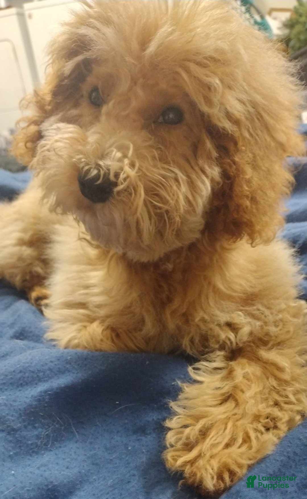 Miniature Poodle dogs for sale: Stitch - Image 1