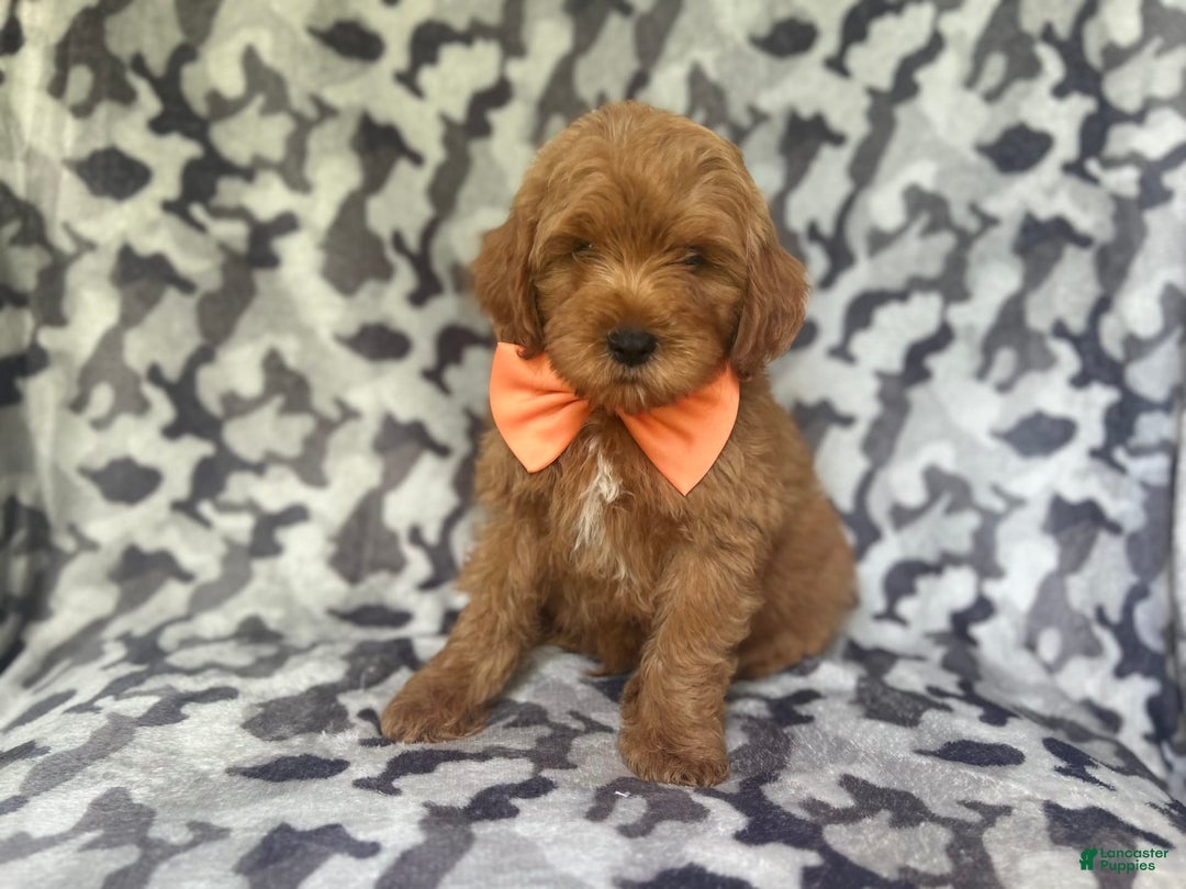 Cockapoo dogs for sale: Niko - Image 1