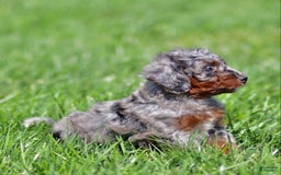 Mini Bernedoodle dogs for sale: Titan - Image 2