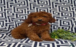 Miniature Poodle dogs for sale: Doyle - Image 5
