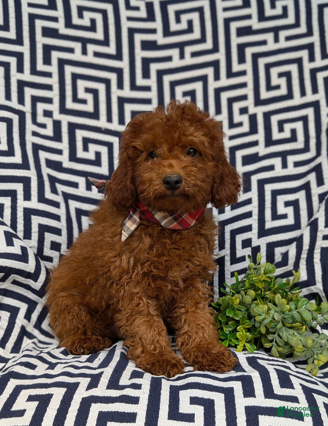 Miniature Poodle dogs for sale: Doyle - Image 5