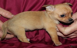 Chihuahua dogs for sale: Piper - Image 2