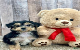 Morkie dogs for sale: Ness - Image 1