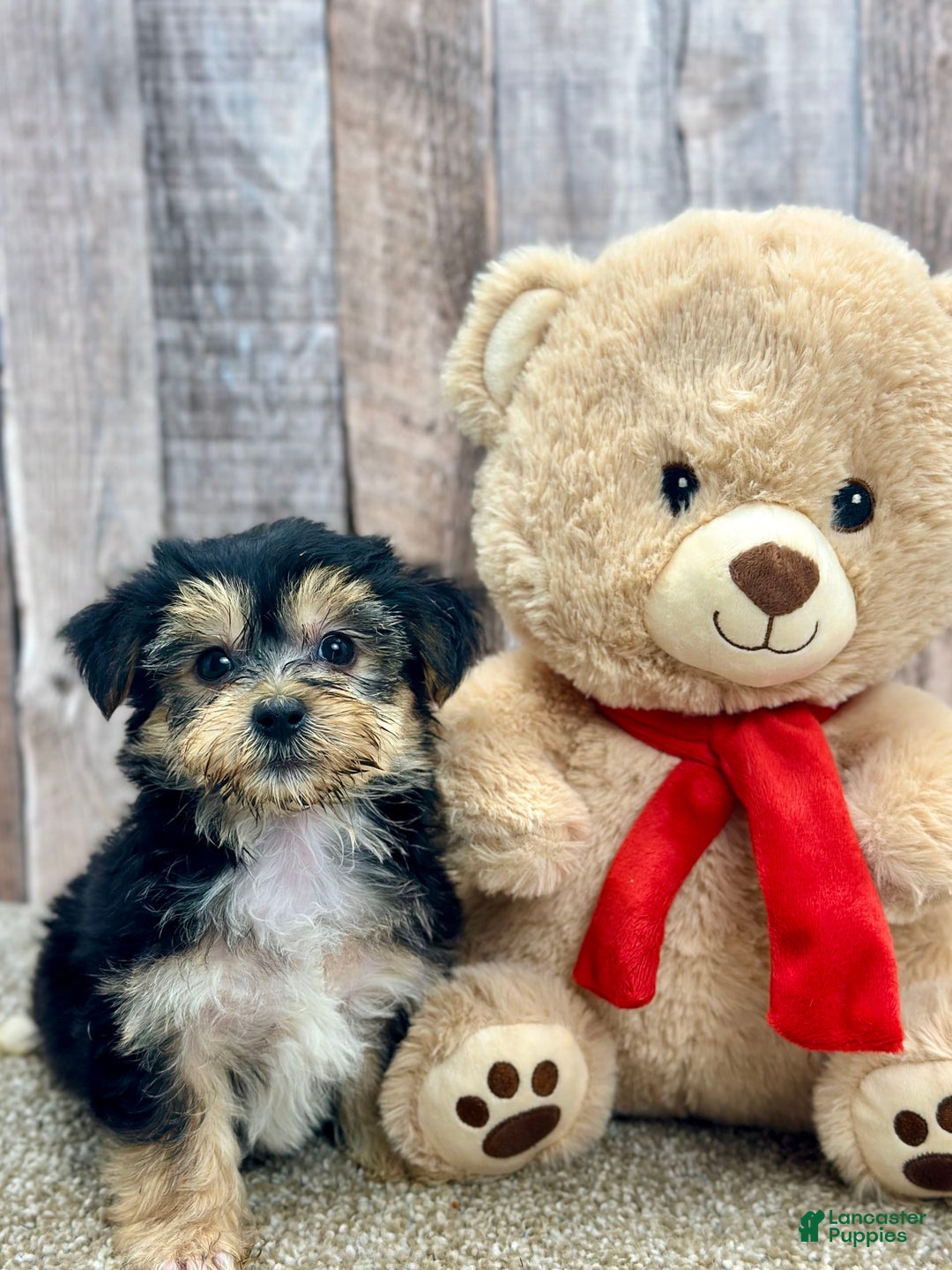 Morkie dogs for sale: Ness - Image 1