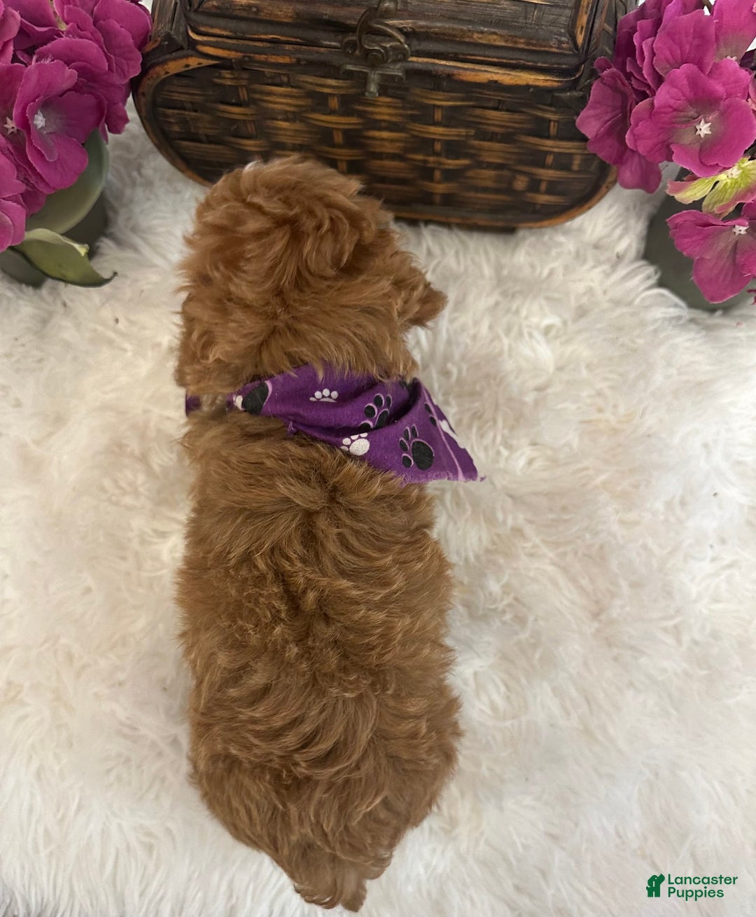 Maltipoo dogs for sale: Rocky - Image 3