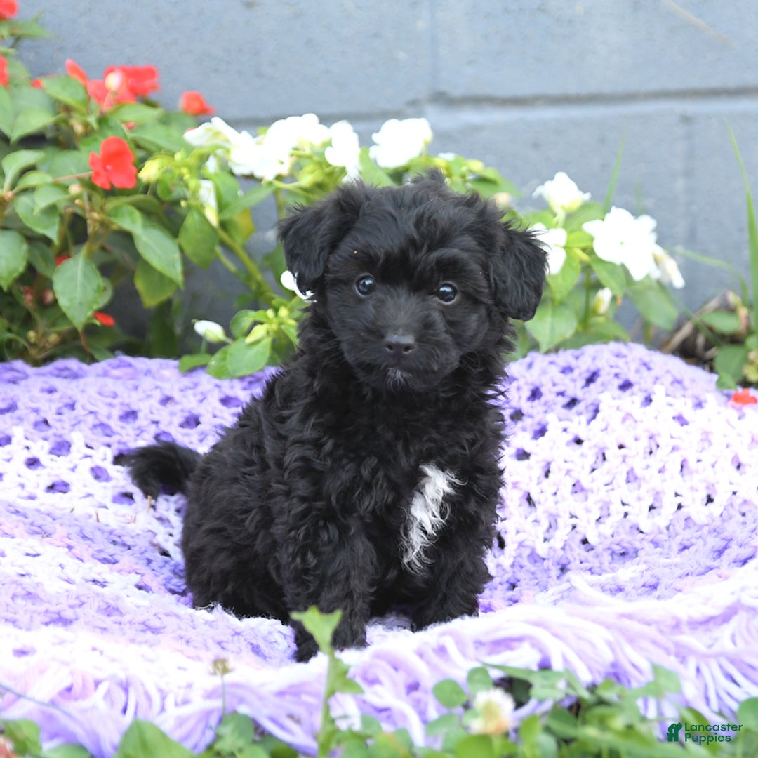 Chipoo dogs for sale: Winton - Image 3