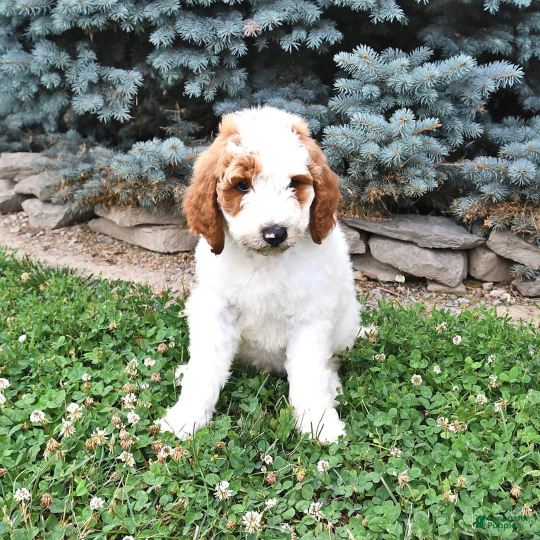 Standard Poodle dogs for sale: Dakota - Image 3