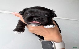 Maltipoo dogs for sale: Johnny - Image 5