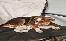 Puggle dogs for sale: Toby - Image 7
