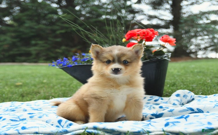 Pomsky dogs for sale - Ad 2