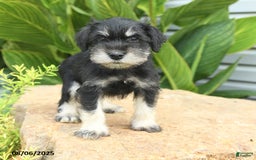 Miniature Schnauzer dogs for sale: Maxwell - Image 3