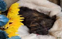 Morkie dogs for sale: Bandit - Image 4