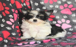 Morkie dogs for sale: Boots - Image 1