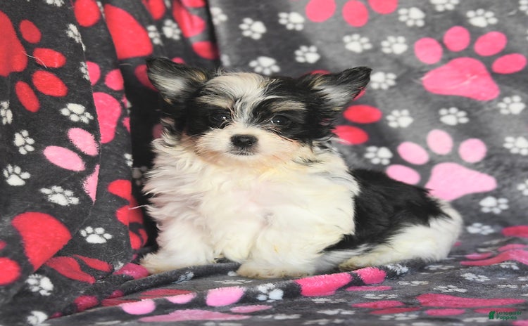 Morkie dogs for sale - Ad 4