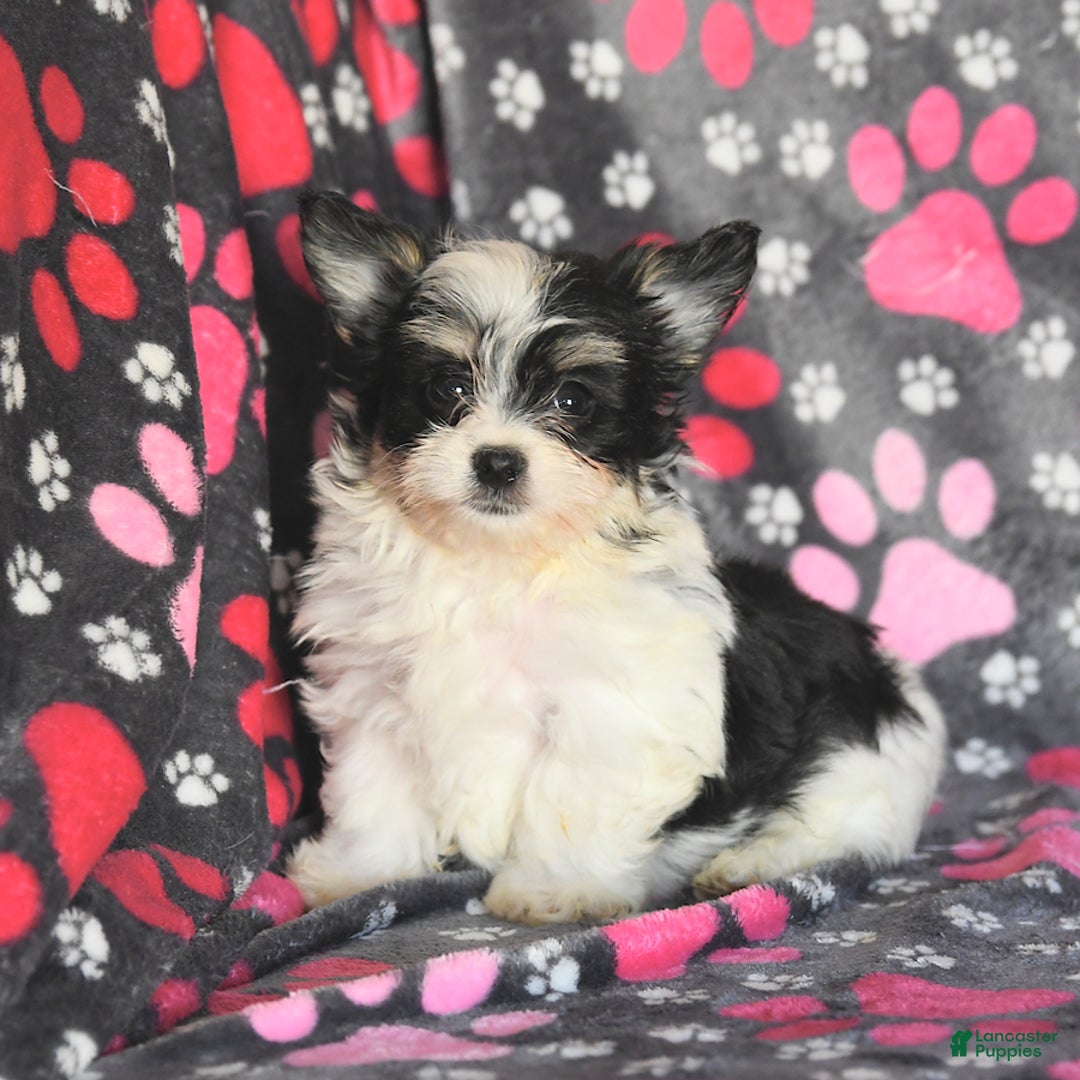 Morkie dogs for sale: Boots - Image 1
