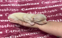 Chihuahua dogs for sale: Rose Short Coat - Image 3