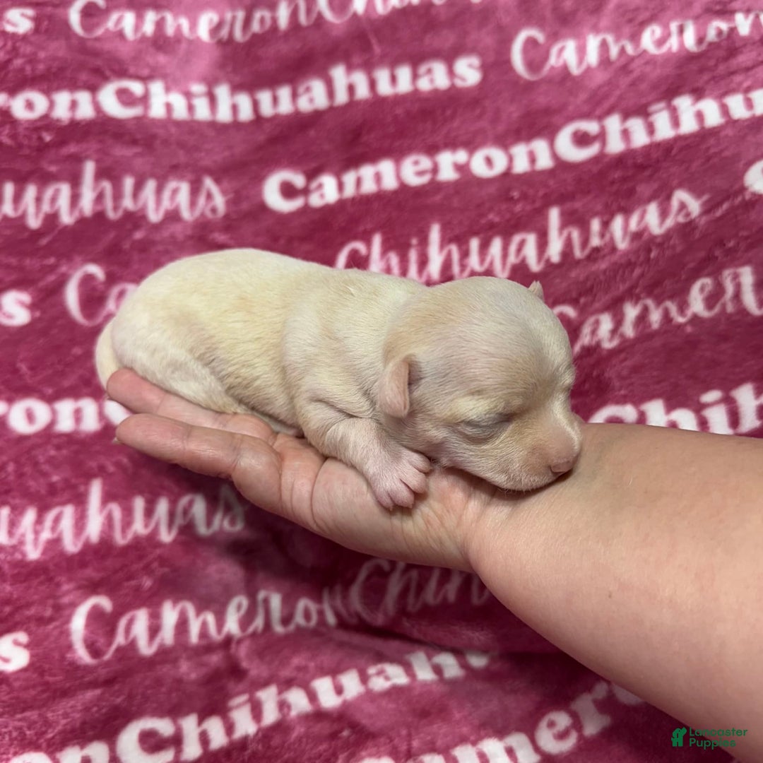 Chihuahua dogs for sale: Rose Short Coat - Image 3