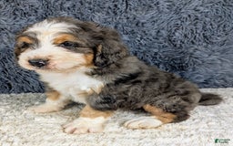 Bernedoodle dogs for sale: Jester - Image 4