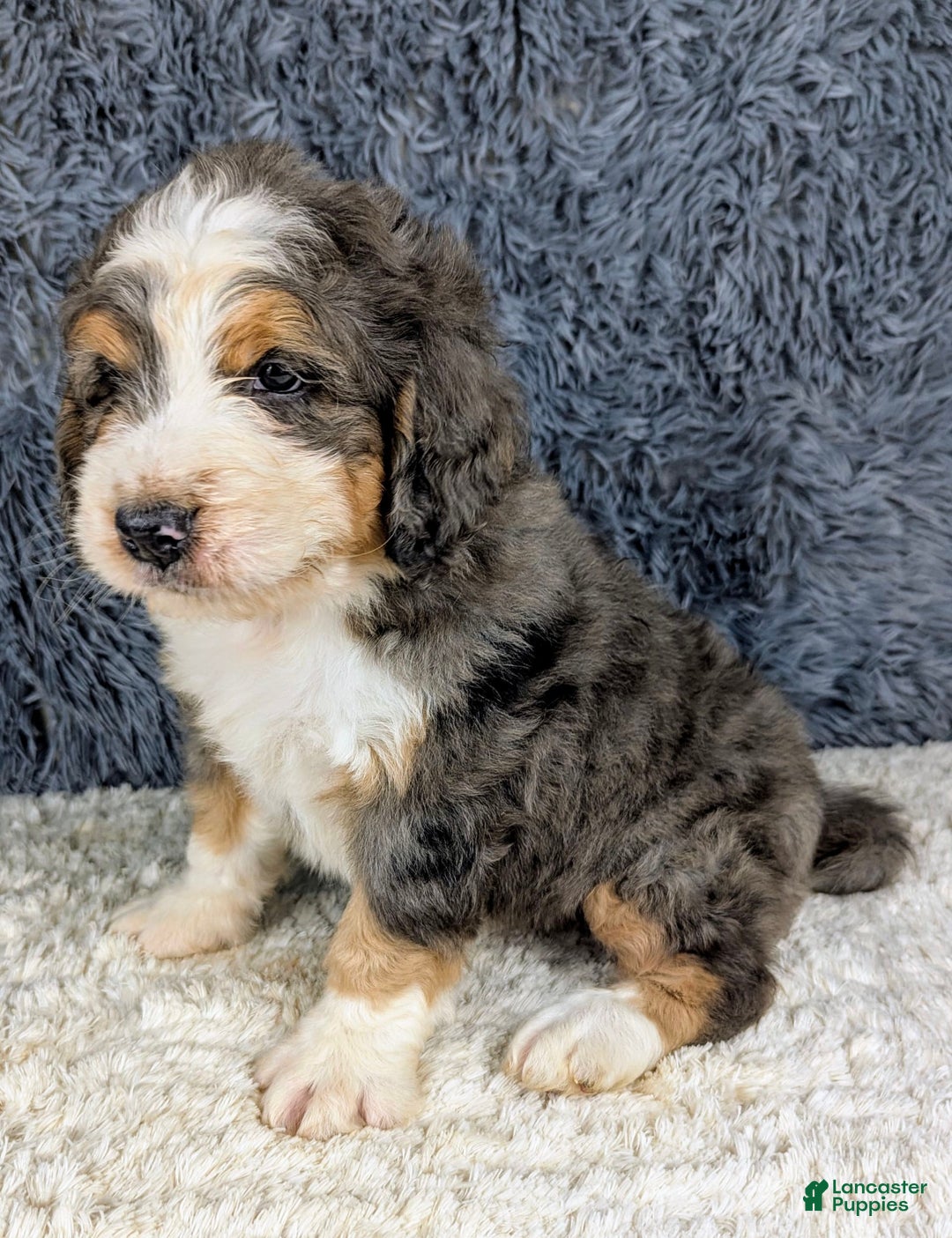 Bernedoodle dogs for sale: Jester - Image 4
