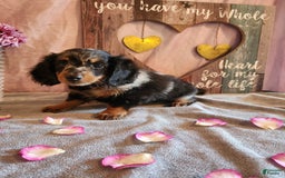 Miniature Dachshund dogs for sale: Oliver - Image 9