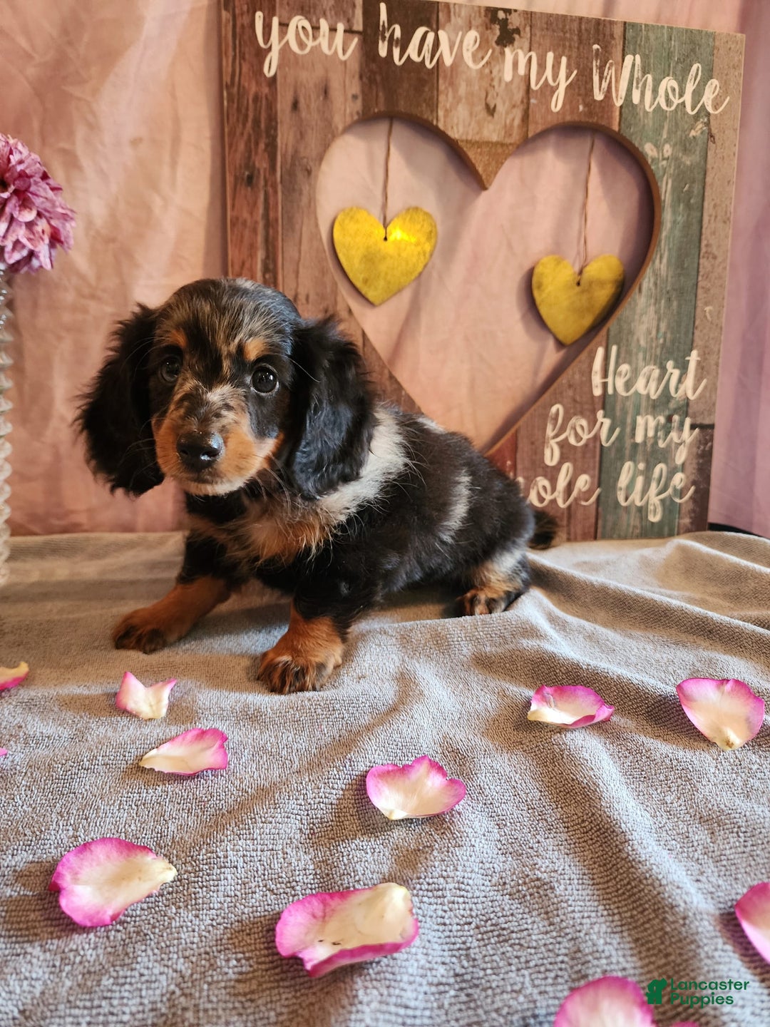 Miniature Dachshund dogs for sale: Oliver - Image 9