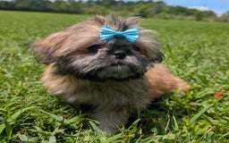 Shih Tzu dogs for sale: Cinnamon Toast Crunch - Image 12