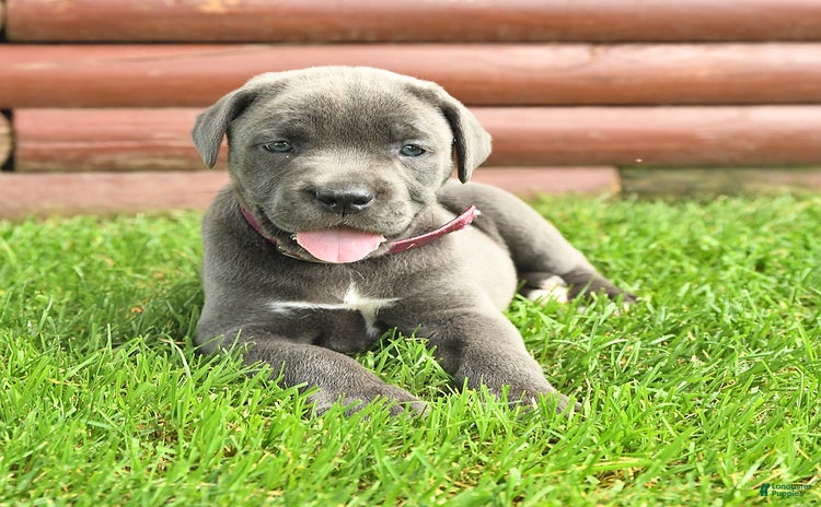 Cane Corso dogs - Advert 13