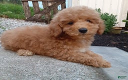 Bichpoo dogs for sale: Benson - Image 17