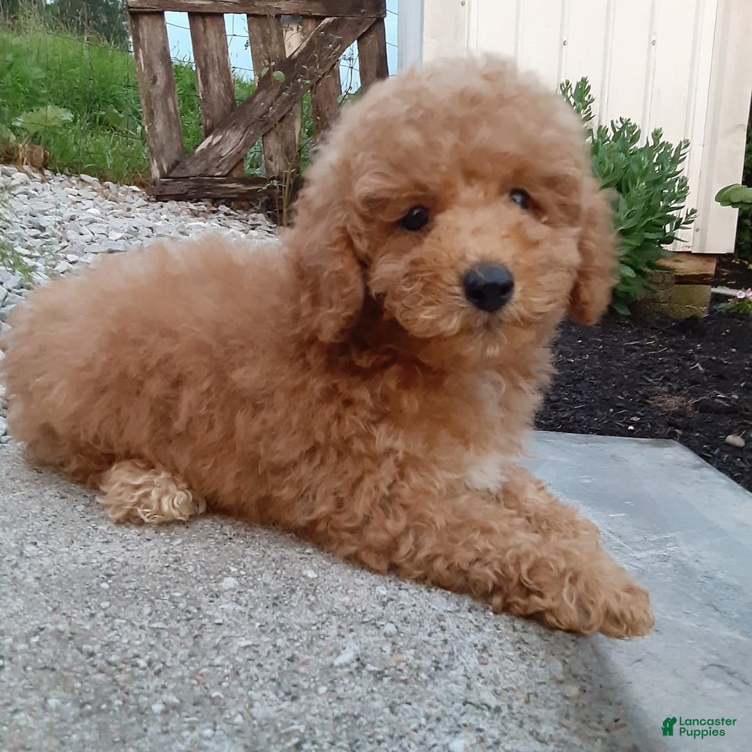 Bichpoo dogs for sale: Benson - Image 17