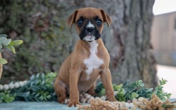 Boxer dogs for sale: Faith - Image 1