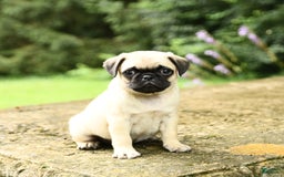 Pug dogs for sale: Jasmine - Image 5