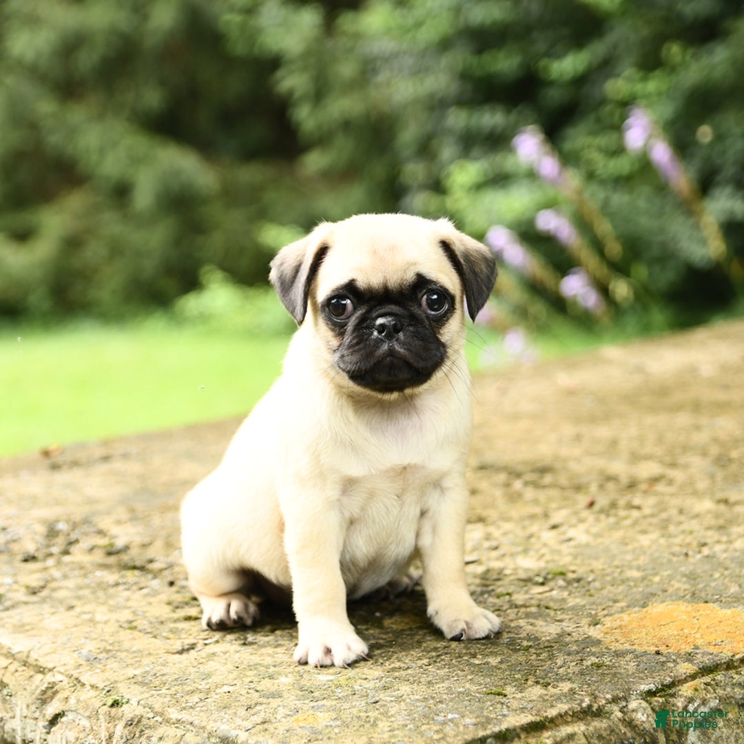 Pug dogs for sale: Jasmine - Image 5